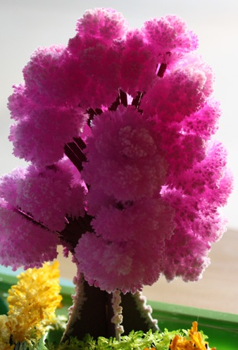 Magictree13