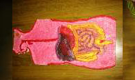 Human body –
digestive system